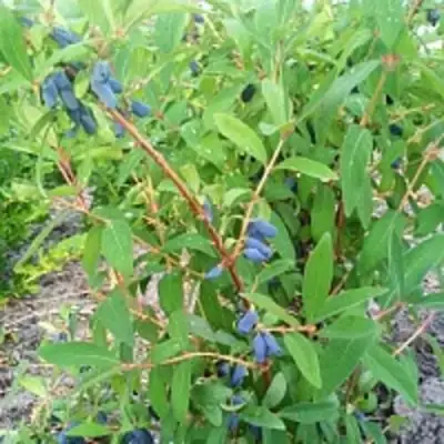 Жимолость съедобная АМФОРА в Фаниполе