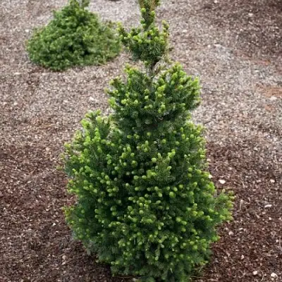 Ель ВИЛС ЦВЕРГ обыкновенная в Фаниполе