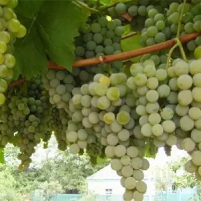 Виноград АНАНАСНЫЙ РАННИЙ в Фаниполе