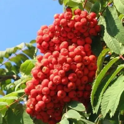 Рябина НЕВЕЖИНСКАЯ сладкоплодная в Фаниполе