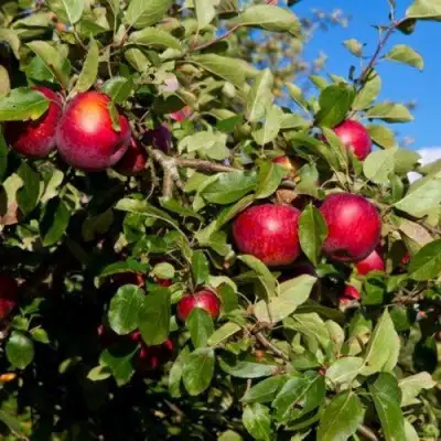 Яблоня СЯБРЫНА в Фаниполе