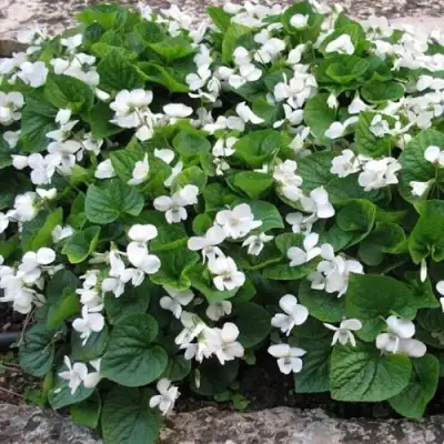 Фиалка АЛЬБИФЛОРА сестринская в Фаниполе