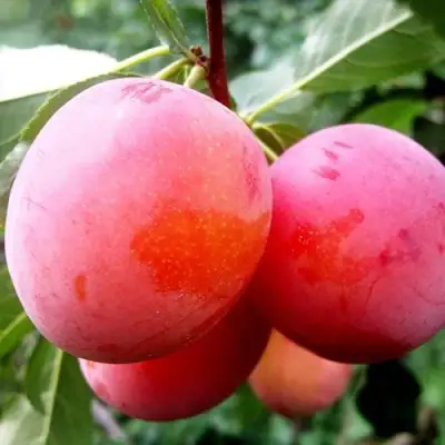 Слива КОМЕТА в Фаниполе