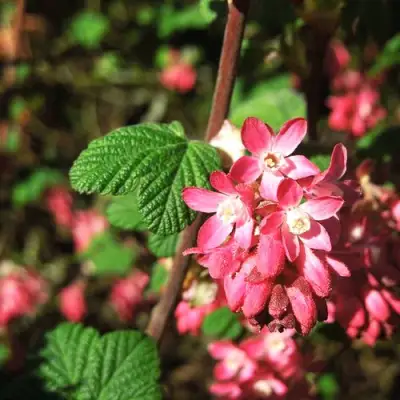 Смородина кроваво-красная ПУЛБОРО СКАРЛЕТ  в Фаниполе