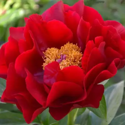 Пион МАКИНАК ГРАНД травянистый в Фаниполе