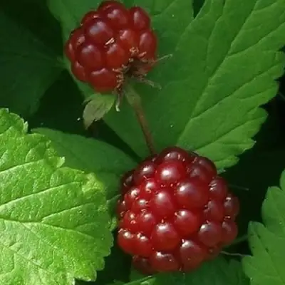 Княженика КЛОН в Фаниполе