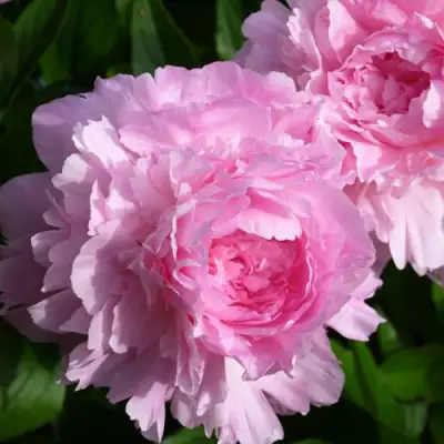 Пион ЛЕТЯЩИЙ ЖУРАВЛЬ травянистый в Фаниполе