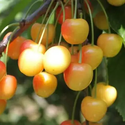 Черешня ЯНТАРНАЯ в Фаниполе