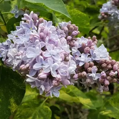 Сирень АУКУБАФОЛИЯ в Фаниполе