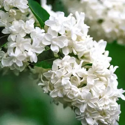 Сирень МАДАМ ЛЕМУАН в Фаниполе