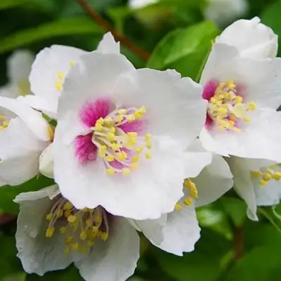 Жасмин БЕЛЬ ЭТУАЛЬ в Фаниполе