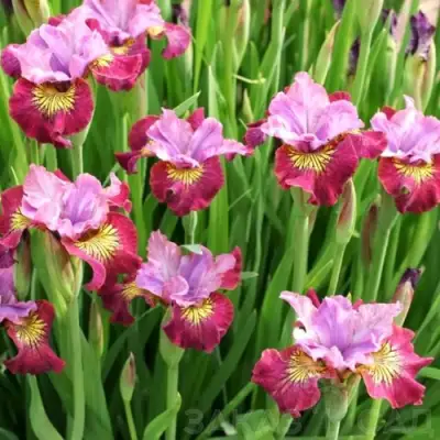 Ирис МИСС ЭППЛ сибирский в Фаниполе