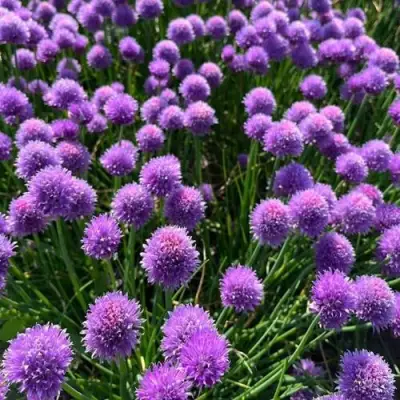 Лук-шнитт в Фаниполе