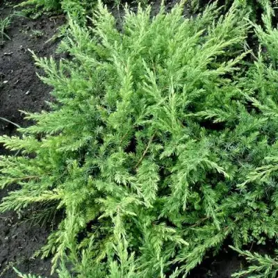 Можжевельник ШЛЯГЕР прибрежный в Фаниполе