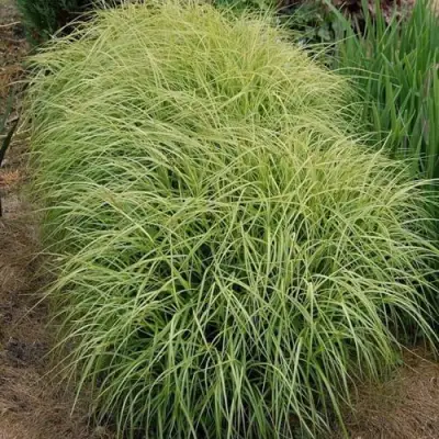 Осока ВАРИЕГАТА пальмолистная в Фаниполе