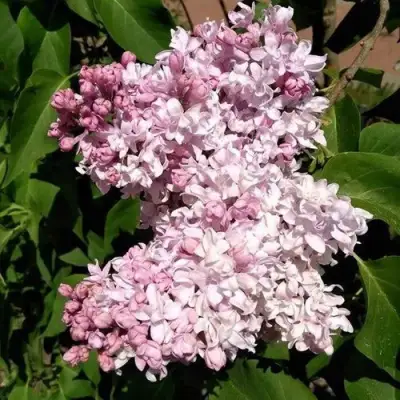 Сирень МИЛОСЕРДИЕ в Фаниполе