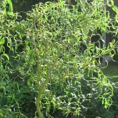 Ива МАТСУДАНА в Фаниполе