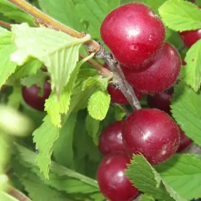 Вишня персиковая АФЛОЦЕРАЗУС в Фаниполе