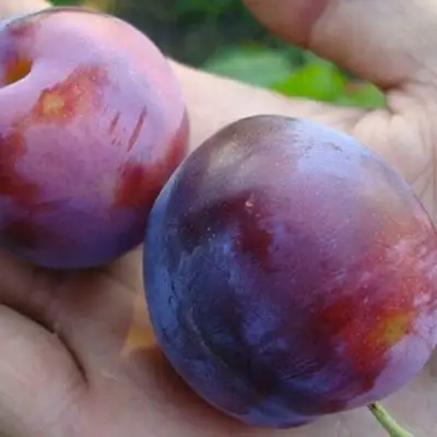 Слива РЕНКЛОД в Фаниполе