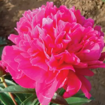 Пион РУБИНОВЫЙ СВЕТ травянистый в Фаниполе