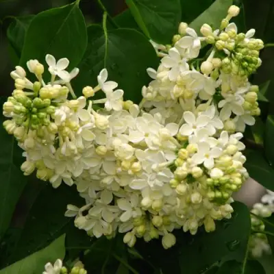 Сирень ПРИМРОУЗ в Фаниполе