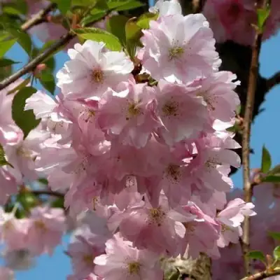 Вишня АККОЛЕЙД цветущая в Фаниполе