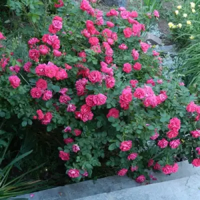 Роза ДЖОРДЖ ВАНКУВЕР флорибунда в Фаниполе