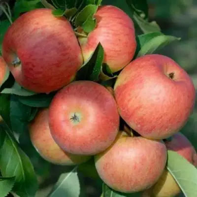 Яблоня ТОПАЗ в Фаниполе