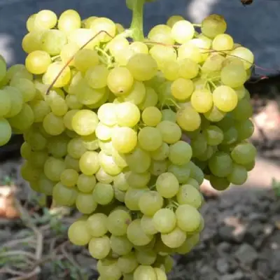 Виноград КИШМИШ МУСКАТНЫЙ в Фаниполе