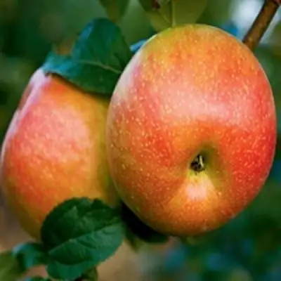 Яблоня ПЕРСИКОВАЯ в Фаниполе