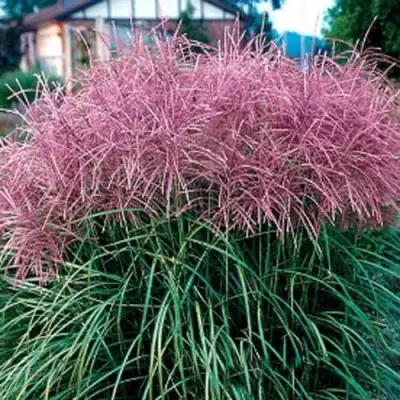 Мискантус МАЛЕПАРТУС китайский  в Фаниполе