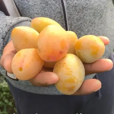 Слива ЯХОНТОВАЯ в Фаниполе