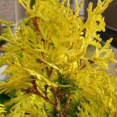 Туя ЕВРОПА ГОЛД западная в Фаниполе