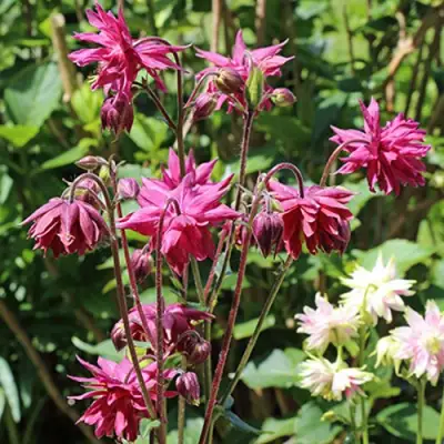 Аквилегия БАРЛОУ БОРДО обыкновенная в Фаниполе