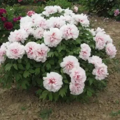 Пион ПЕРСИК ПОД СНЕГОМ древовидный в Фаниполе