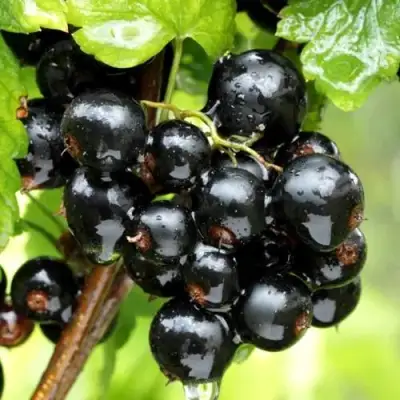 Смородина чёрная БЕЛОРУССКАЯ СЛАДКАЯ в Фаниполе