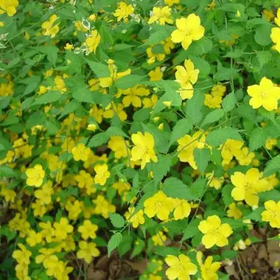 Керрия японская ГОЛДЕН ГИНЕЯ в Фаниполе