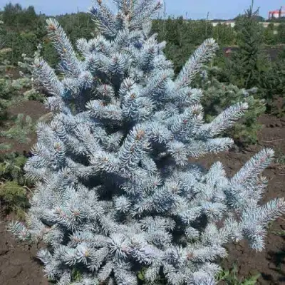 Ель МИСТИ БЛЮ голубая в Фаниполе
