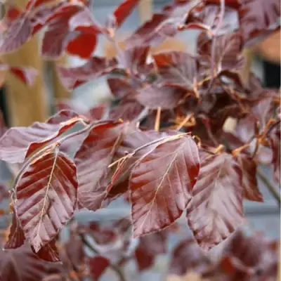 Бук лесной АТРОПУНИЦЕА в Фаниполе