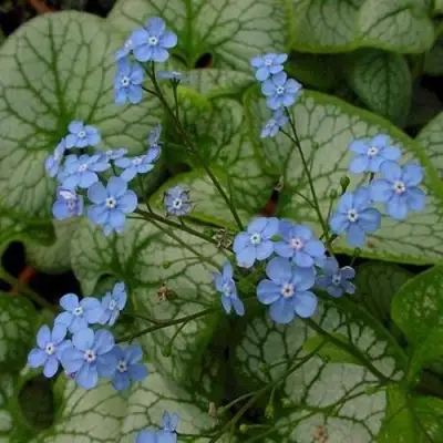 Бруннера ДЖЭК ФРОСТ в Фаниполе