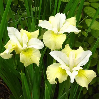 Ирис ЙЕЛЛОУ ТЕЙЛ сибирский в Фаниполе