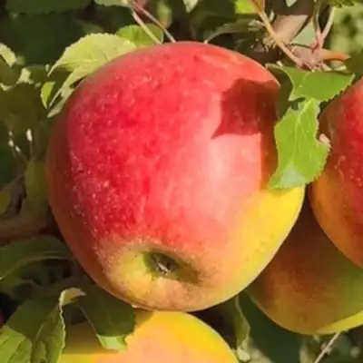 Яблоня САКАВИТА в Фаниполе