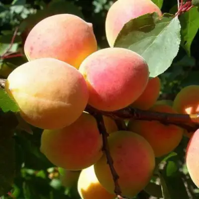 Абрикос СЮРПРИЗ в Фаниполе