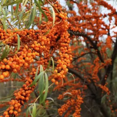 Облепиха СЕРАФИМА в Фаниполе