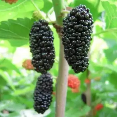 Шелковица ГАЛИЦИЯ в Фаниполе