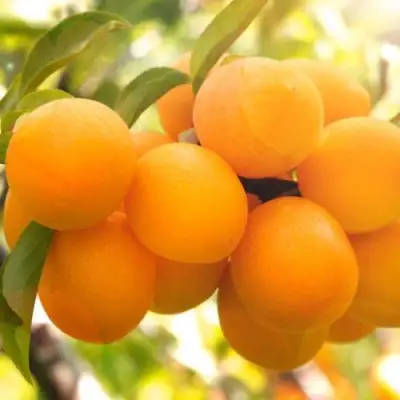 Слива МАРА в Фаниполе