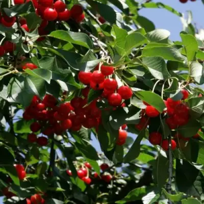 Вишня БРУСНИЦЫНА степная в Фаниполе