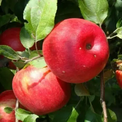 Яблоня ВАЛЕРИЯ в Фаниполе