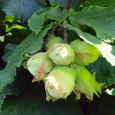 Фундук ТАМБОВСКИЙ РАННИЙ в Фаниполе