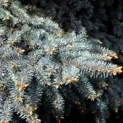 Ель НАНА сизая в Фаниполе